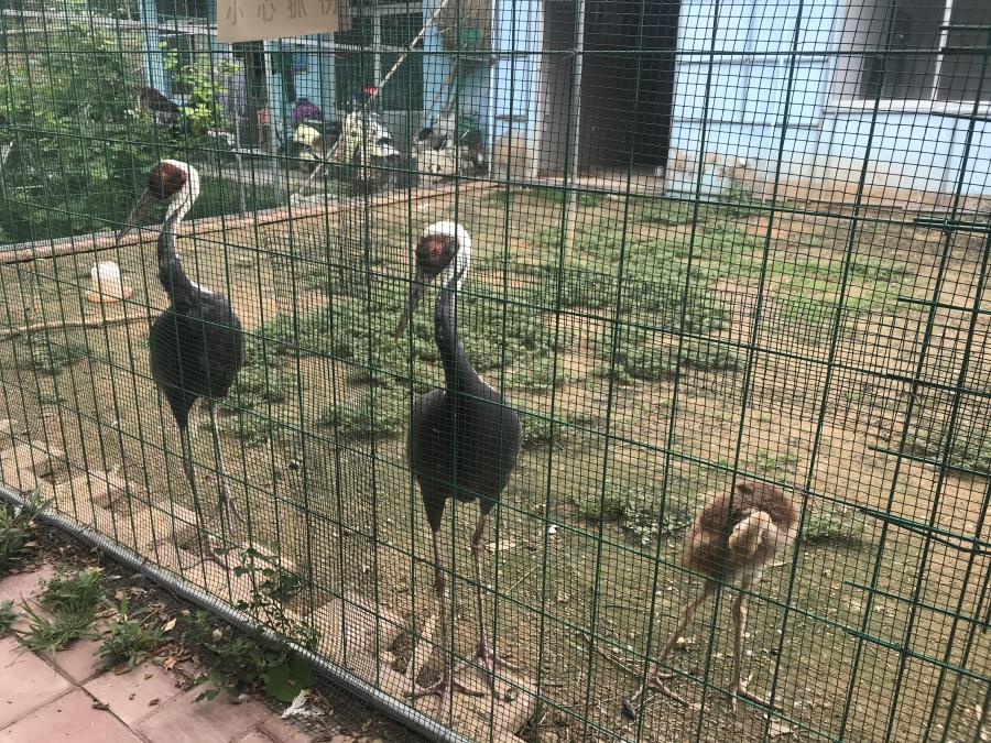 天鵝湖風(fēng)景區(qū)（泰山）速覽！(圖6)