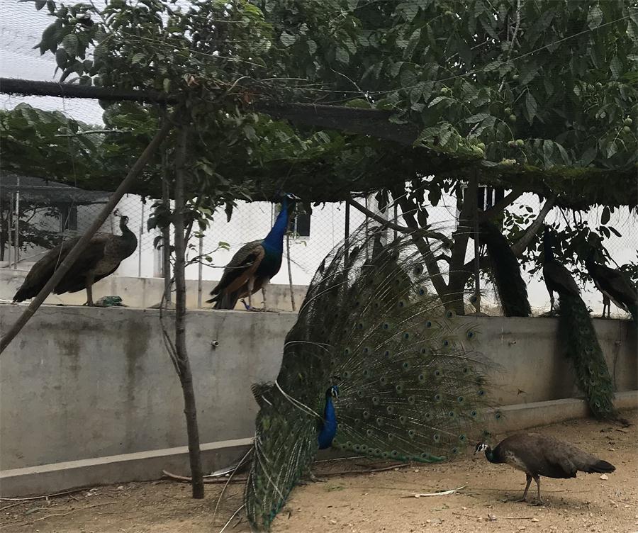 天鵝湖風(fēng)景區(qū)（泰山）速覽！(圖11)