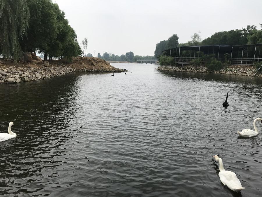 天鵝湖風(fēng)景區(qū)（泰山）速覽！(圖14)