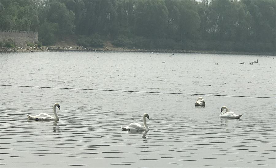 天鵝湖風(fēng)景區(qū)（泰山）速覽！(圖18)