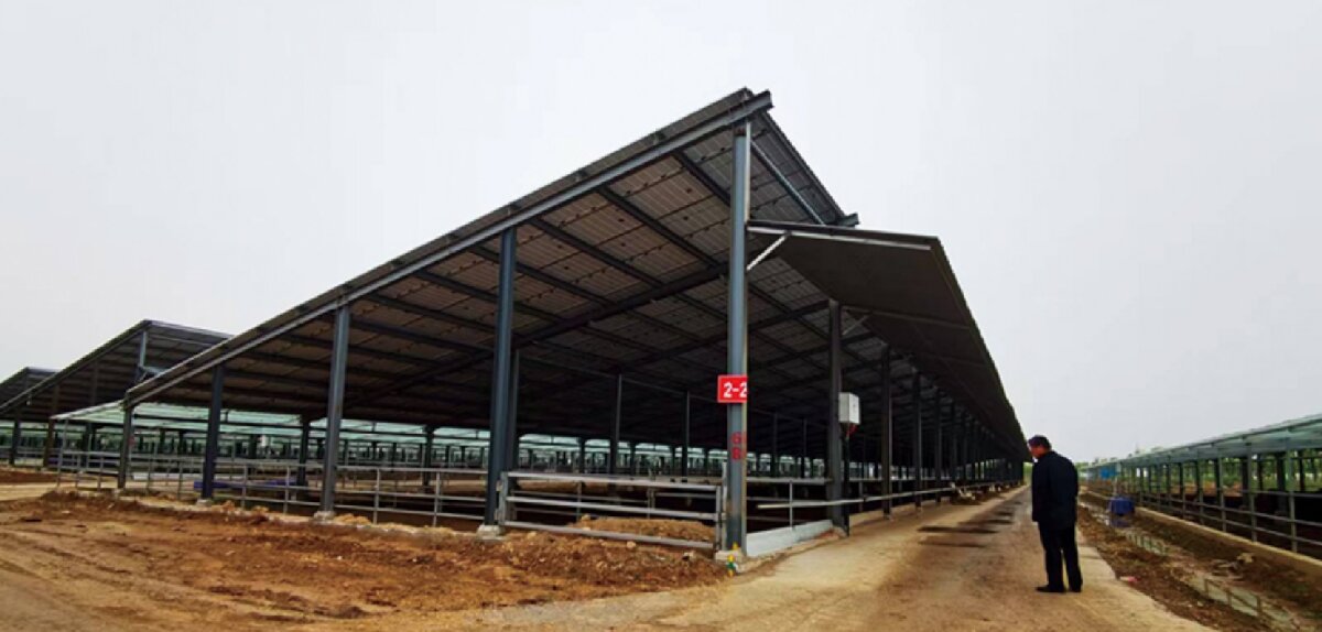 信橋鋼構(gòu)：打卡蒙陰農(nóng)業(yè)溫室大棚、青州黑牛養(yǎng)殖基地！(圖5)